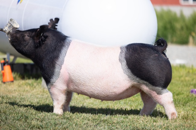 https://www.ottenwaltershowpigs.com/wp-content/uploads/2022/05/X169-8.jpg