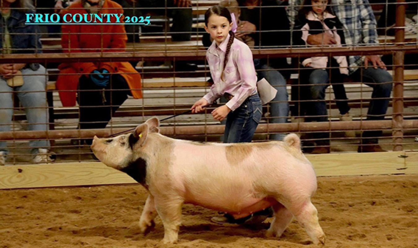 Grand Champion, 2025 Frio County