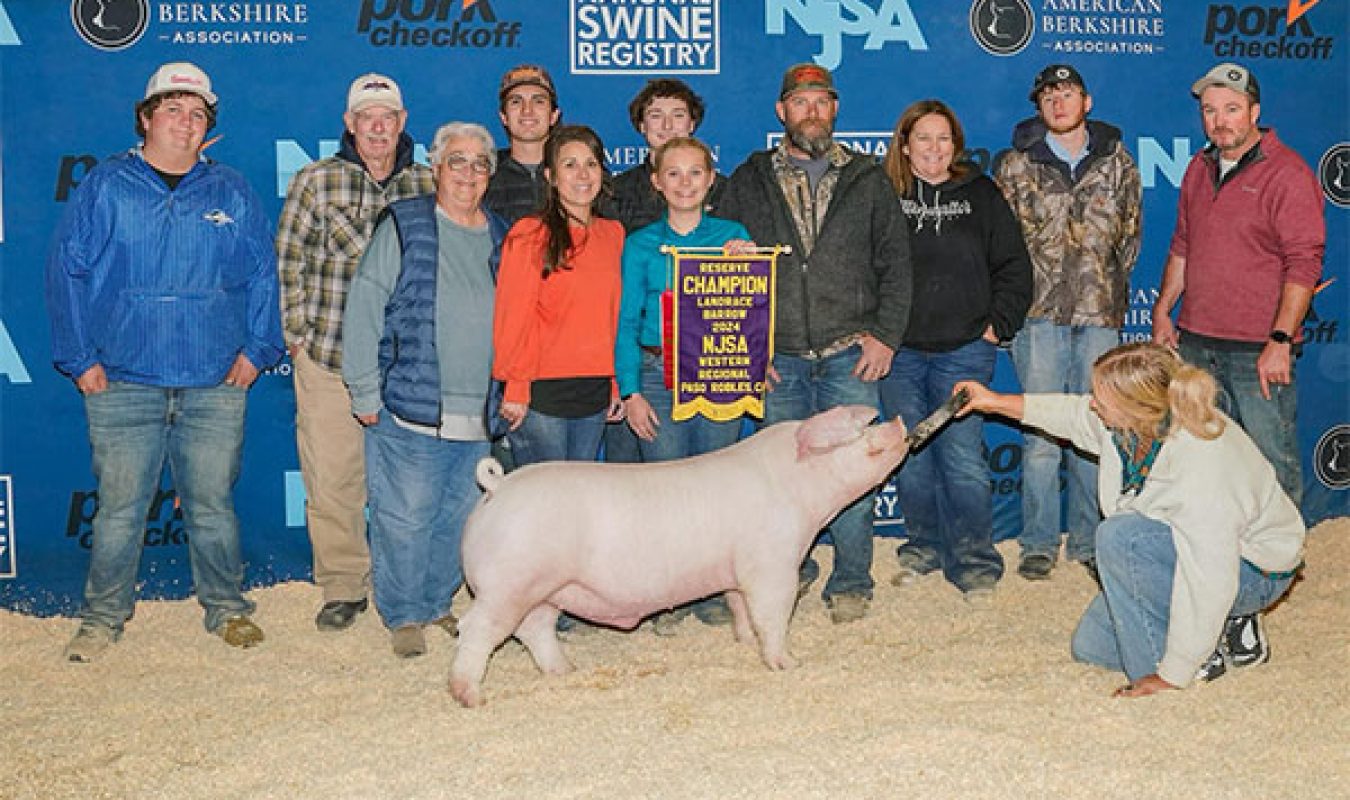 Reserve Landrace Barrow - NJSA Western Regional