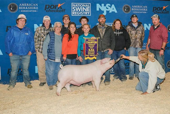 Reserve Landrace Barrow - NJSA Western Regional